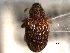  ( - CNC COLEO 00157406)  @11 [ ] CreativeCommons - Attribution (2012) CNC/CBG Photography Group Centre for Biodiversity Genomics