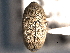  (Pycnobaris - CNC COLEO 00157480)  @11 [ ] CreativeCommons - Attribution (2012) CNC/CBG Photography Group Centre for Biodiversity Genomics