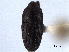  (Onychobaris - CNC COLEO00157506)  @11 [ ] CreativeCommons - Attribution (2012) CNC/CBG Photography Group Centre for Biodiversity Genomics