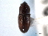  (Apinocis subnudus - CNC COLEO00157522)  @11 [ ] CreativeCommons - Attribution (2012) CNC/CBG Photography Group Centre for Biodiversity Genomics