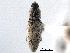 (Barilepton - CNC COLEO00157525)  @11 [ ] CreativeCommons - Attribution (2012) CNC/CBG Photography Group Centre for Biodiversity Genomics