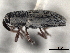  ( - CNC COLEO00157526)  @11 [ ] CreativeCommons - Attribution (2012) CNC/CBG Photography Group Centre for Biodiversity Genomics