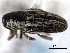  (Barinus - CNC COLEO00157528)  @11 [ ] CreativeCommons - Attribution (2012) CNC/CBG Photography Group Centre for Biodiversity Genomics