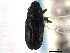  ( - CNC COLEO00157568)  @11 [ ] CreativeCommons - Attribution (2012) CNC/CBG Photography Group Centre for Biodiversity Genomics