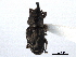  (Nicentrus - CNC COLEO00157570)  @11 [ ] CreativeCommons - Attribution (2012) CNC/CBG Photography Group Centre for Biodiversity Genomics