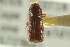  ( - CNC DIPTERA 126093)  @11 [ ] CreativeCommons - Attribution (2012) CNC/CBG Photography Group Centre for Biodiversity Genomics