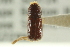  ( - CNC DIPTERA 126095)  @11 [ ] CreativeCommons - Attribution (2012) CNC/CBG Photography Group Centre for Biodiversity Genomics