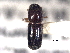  ( - CNC DIPTERA 126295)  @11 [ ] CreativeCommons - Attribution (2012) CNC/CBG Photography Group Centre for Biodiversity Genomics