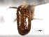  ( - CNC DIPTERA 126301)  @11 [ ] CreativeCommons - Attribution (2012) CNC/CBG Photography Group Centre for Biodiversity Genomics