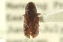  ( - CNC DIPTERA 127270)  @11 [ ] CreativeCommons - Attribution (2012) CNC/CBG Photography Group Centre for Biodiversity Genomics
