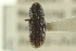  ( - CNC DIPTERA 127271)  @11 [ ] CreativeCommons - Attribution (2012) CNC/CBG Photography Group Centre for Biodiversity Genomics