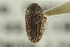  ( - CNC DIPTERA 130081)  @11 [ ] CreativeCommons - Attribution (2012) CNC/CBG Photography Group Centre for Biodiversity Genomics
