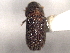  ( - CNC DIPTERA 132678)  @11 [ ] CreativeCommons - Attribution (2012) CNC/CBG Photography Group Centre for Biodiversity Genomics