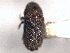  ( - CNC DIPTERA 132680)  @11 [ ] CreativeCommons - Attribution (2012) CNC/CBG Photography Group Centre for Biodiversity Genomics