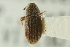  (Xylechinus - CNC DIPTERA 128767)  @14 [ ] CreativeCommons - Attribution (2012) CNC/CBG Photography Group Centre for Biodiversity Genomics