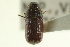  ( - CNC DIPTERA 132435)  @11 [ ] CreativeCommons - Attribution (2012) CNC/CBG Photography Group Centre for Biodiversity Genomics
