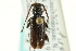  ( - CNC COLEO 00068385)  @11 [ ] CreativeCommons - Attribution (2011) CNC/CBG Photography Group Centre for Biodiversity Genomics