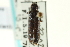  (Phymatodes hardyi - CNC COLEO 00068526)  @12 [ ] CreativeCommons - Attribution (2011) CNC/CBG Photography Group Centre for Biodiversity Genomics
