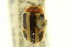  ( - CNC COLEO 00123019)  @11 [ ] CreativeCommons - Attribution (2011) CNC/CBG Photography Group Centre for Biodiversity Genomics