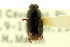  (Oscarinus pseudabusus - CNC COLEO 00123225)  @12 [ ] CreativeCommons - Attribution (2011) CNC/CBG Photography Group Centre for Biodiversity Genomics