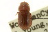  (Geomyphilus rubiginosus - CNC COLEO 00123238)  @13 [ ] CreativeCommons - Attribution (2011) CNC/CBG Photography Group Centre for Biodiversity Genomics
