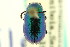  ( - CNC COLEO 00123442)  @11 [ ] CreativeCommons - Attribution (2011) CNC/CBG Photography Group Centre for Biodiversity Genomics