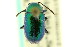  ( - CNC COLEO 00123443)  @11 [ ] CreativeCommons - Attribution (2011) CNC/CBG Photography Group Centre for Biodiversity Genomics