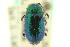  ( - CNC COLEO 00123445)  @11 [ ] CreativeCommons - Attribution (2011) CNC/CBG Photography Group Centre for Biodiversity Genomics