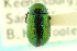  ( - CNC COLEO 00123446)  @11 [ ] CreativeCommons - Attribution (2011) CNC/CBG Photography Group Centre for Biodiversity Genomics