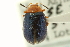  (Plagiodera arizonae - CNC COLEO 00123482)  @14 [ ] CreativeCommons - Attribution (2011) CNC/CBG Photography Group Centre for Biodiversity Genomics