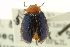  (Plagiodera arizonae - CNC COLEO 00123484)  @14 [ ] CreativeCommons - Attribution (2011) CNC/CBG Photography Group Centre for Biodiversity Genomics