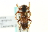  (Semanotus ligneus - CNC COLEO 00123595)  @14 [ ] CreativeCommons - Attribution (2011) CNC/CBG Photography Group Centre for Biodiversity Genomics