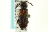  ( - CNC COLEO 00123597)  @11 [ ] CreativeCommons - Attribution (2011) CNC/CBG Photography Group Centre for Biodiversity Genomics