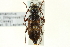  (Semanotus litigiosus - CNC COLEO 00123598)  @14 [ ] CreativeCommons - Attribution (2011) CNC/CBG Photography Group Centre for Biodiversity Genomics