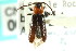  (Phymatodes hirtellus - CNC COLEO 00123601)  @13 [ ] CreativeCommons - Attribution (2011) CNC/CBG Photography Group Centre for Biodiversity Genomics