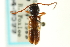  ( - CNC COLEOPT #04-9599)  @11 [ ] CreativeCommons - Attribution (2011) CNC/CBG Photography Group Centre for Biodiversity Genomics