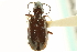  (Bembidion mckinleyi - CNC COLEO 00118190)  @11 [ ] CreativeCommons - Attribution (2011) CNC/CBG Photography Group Centre for Biodiversity Genomics