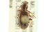  ( - CNC COLEO 00118208)  @12 [ ] CreativeCommons - Attribution (2011) CNC/CBG Photography Group Centre for Biodiversity Genomics