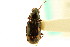  (Bembidion graphicum - CNC COLEO 00118286)  @11 [ ] CreativeCommons - Attribution (2011) CNC/CBG Photography Group Centre for Biodiversity Genomics