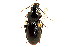  ( - CNC COLEO 00118407)  @13 [ ] CreativeCommons - Attribution (2011) CNC/CBG Photography Group Centre for Biodiversity Genomics