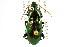  ( - CNC COLEO 00118414)  @14 [ ] CreativeCommons - Attribution (2011) CNC/CBG Photography Group Centre for Biodiversity Genomics