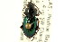  ( - CNC COLEO 00118428)  @13 [ ] CreativeCommons - Attribution (2011) CNC/CBG Photography Group Centre for Biodiversity Genomics