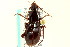  ( - CNC COLEO 00118457)  @14 [ ] CreativeCommons - Attribution (2011) CNC/CBG Photography Group Centre for Biodiversity Genomics