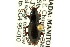  ( - CNC COLEO 00118558)  @13 [ ] CreativeCommons - Attribution (2011) CNC/CBG Photography Group Centre for Biodiversity Genomics