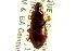  ( - CNC COLEO 00118592)  @11 [ ] CreativeCommons - Attribution (2011) CNC/CBG Photography Group Centre for Biodiversity Genomics
