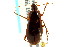  ( - CNC COLEO 00118593)  @11 [ ] CreativeCommons - Attribution (2011) CNC/CBG Photography Group Centre for Biodiversity Genomics