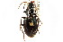  ( - CNC COLEO 00118602)  @13 [ ] CreativeCommons - Attribution (2011) CNC/CBG Photography Group Centre for Biodiversity Genomics