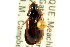  ( - CNC COLEO 00118611)  @11 [ ] CreativeCommons - Attribution (2011) CNC/CBG Photography Group Centre for Biodiversity Genomics