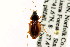  ( - CNC COLEO 00118612)  @11 [ ] CreativeCommons - Attribution (2011) CNC/CBG Photography Group Centre for Biodiversity Genomics