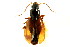  ( - CNC COLEO 00118643)  @13 [ ] CreativeCommons - Attribution (2011) CNC/CBG Photography Group Centre for Biodiversity Genomics
